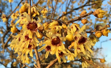 Chimonanthus praecox from Thompson & Morgan