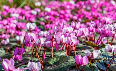 Cyclamen hederifolium from Thompson & Morgan