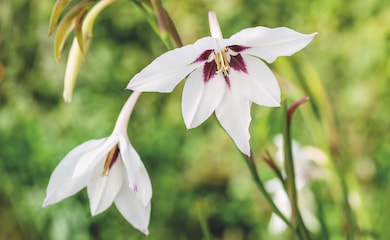 Gladiolus murielae from Thompson & Morgan