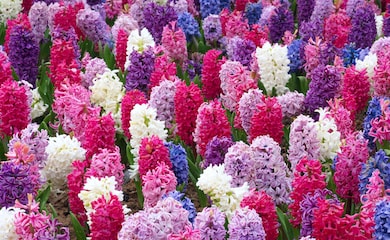 Hyacinth 'T&M Mix' from Thompson & Morgan