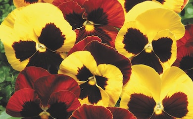 Pansy 'Autumn Blaze' from Thompson & Morgan