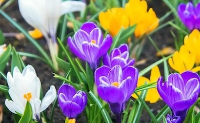 Purple and yellow crocus flowers