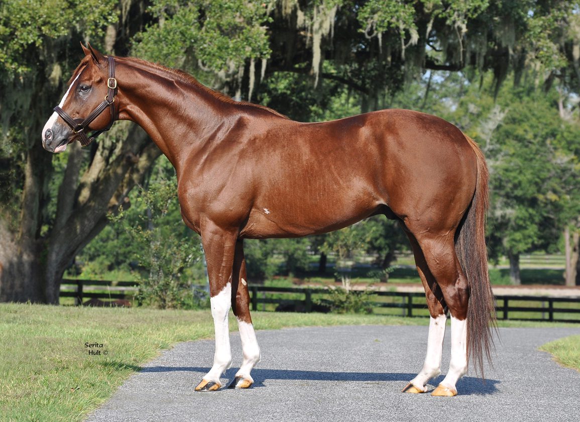 Bucchero Filly Queen Maxima Wows In Del Mar Finale