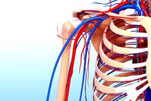 A diagram of blood vessels over bone