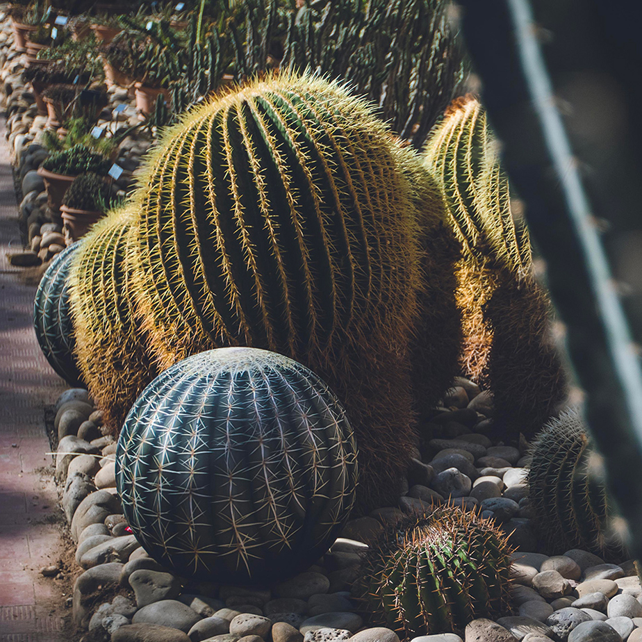 פוף TATTOO CACTUS