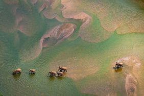 Elephants walk through green colored water