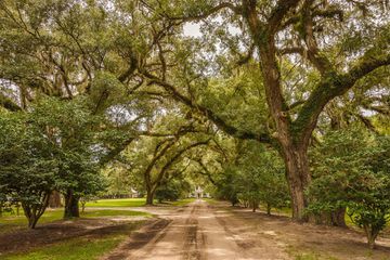 Entrance to Mansfield Plantation in Georgetown, South Carolina