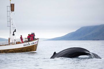 Whale watching in Husavik, Iceland