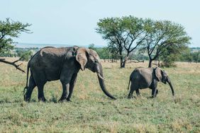 Four Seasons Serengeti Safari