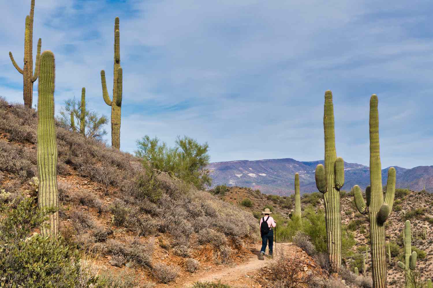 Overton Trail Loop is a 3.5 mile heavily trafficked loop trail located near Cave Creek, of the city of Phoenix Arizona