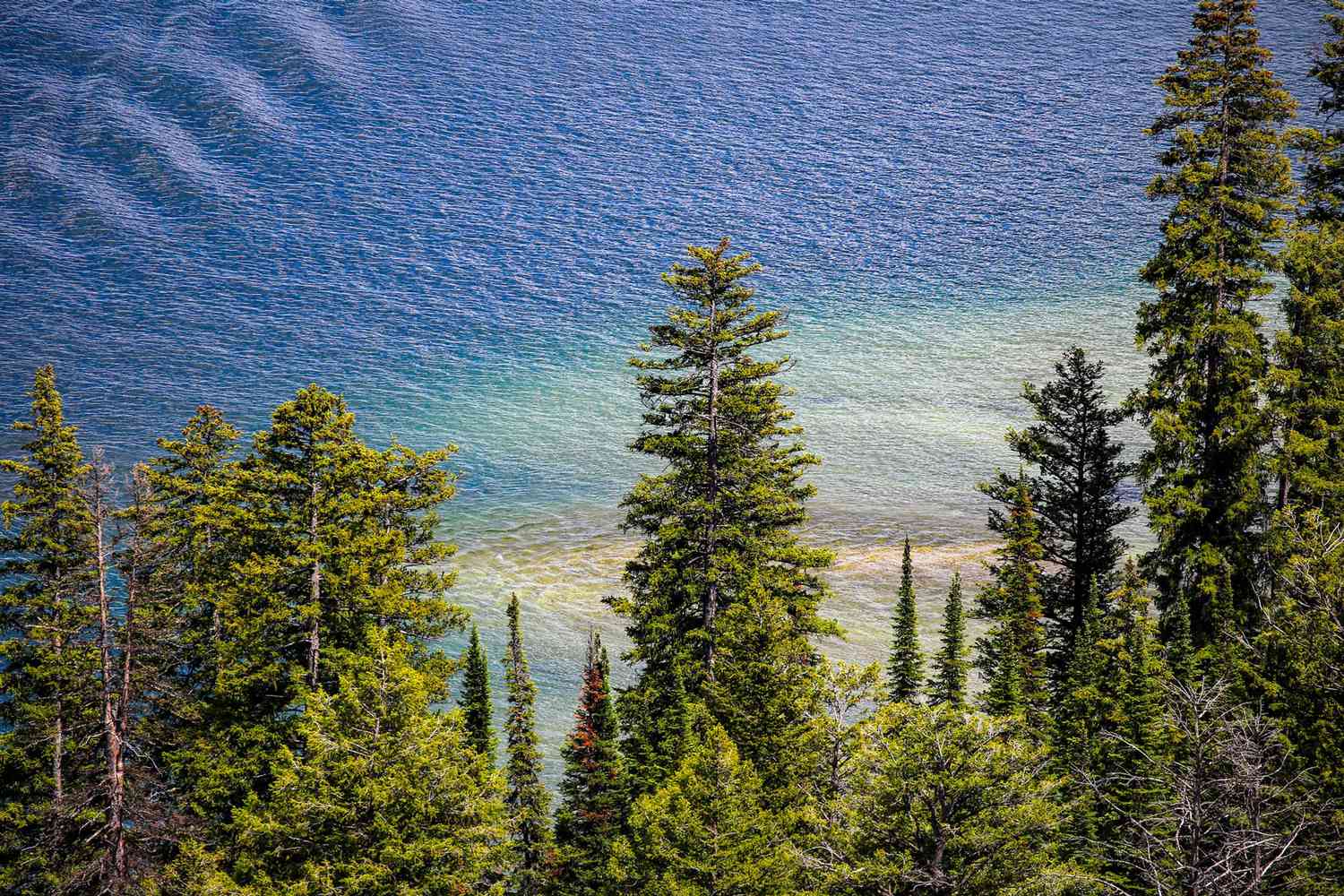 Aerial view of blue water and and tall green pine like trees at Jenny Lake in Grand Teton National Park, Wyoming