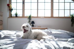 Fluffy Maltese dog lying on bed in bedroom in the morning
