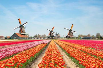 Landscape of Netherlands with tulips and windmills.