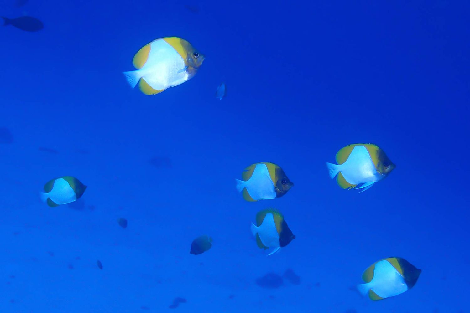 A school of pyramid butterflyfish swim through ocean in Molokini, Hawaii