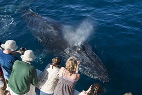 Where to Watch Whales in California