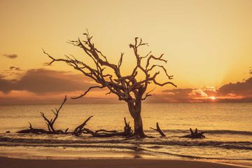 Driftwood Beach on Jekyll Island, Georgia at sunset