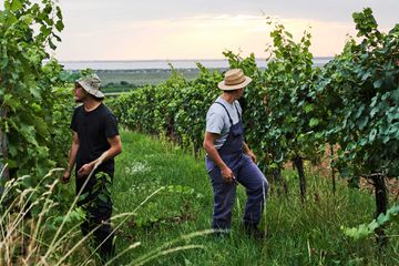 Two men walk in a vineyard in Austria
