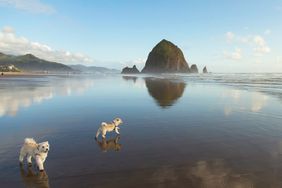 Dogs playing at Cannon Beach in Oregon during sunset