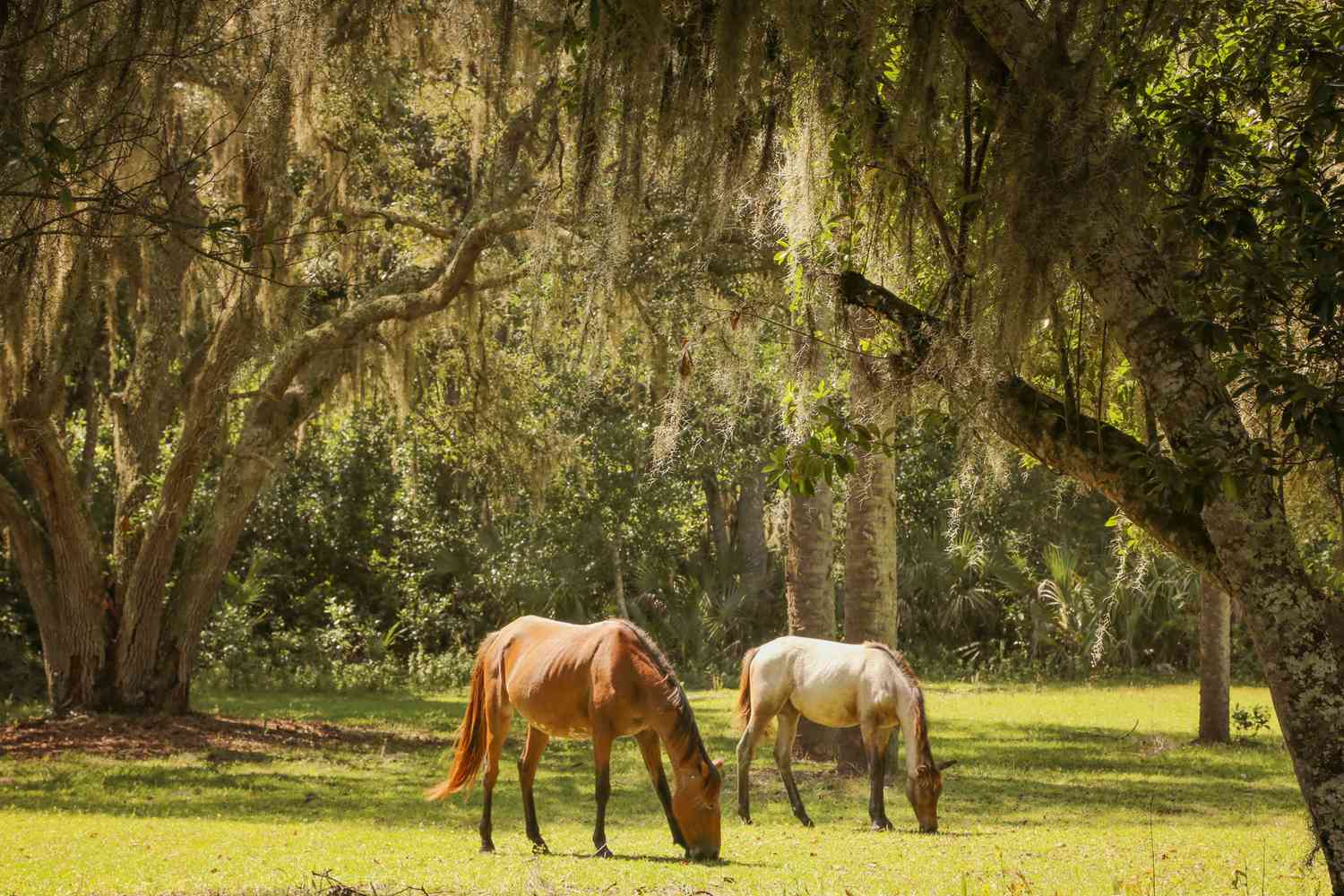 Wild horses grazing under oak trees. Cumberland Island, Georgia.