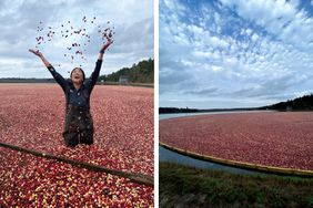 Large bog of cranberries being harvested