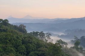 Trees and fog in a forest in Rwanda