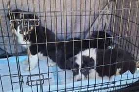 rescued border collie puppies in crate