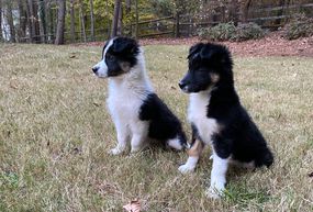 two alert border collie puppies