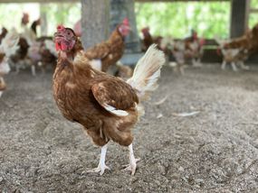 rhode island red chicken walks around large chicken coop with dirt floor