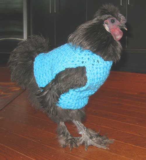 Walter the chicken wears a blue knitted sweater