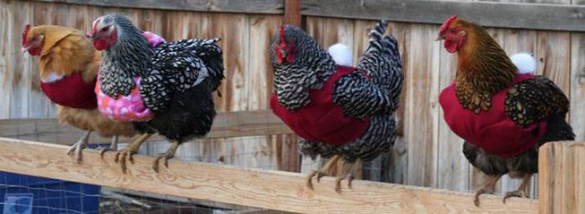 Chickens wearing sweaters all perched in a row