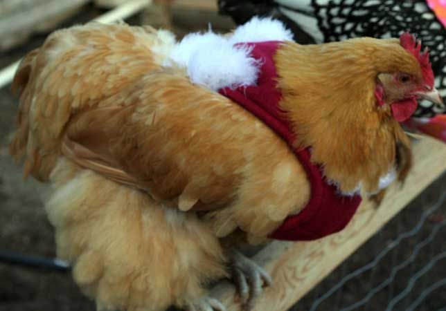 A copper hen wears a red sweater