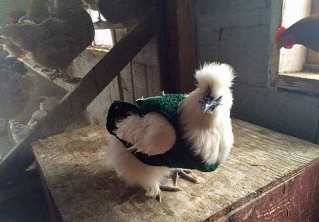 White chicken in a green sweater