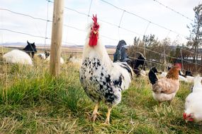 Image of Icelandic chickens in a farm setting