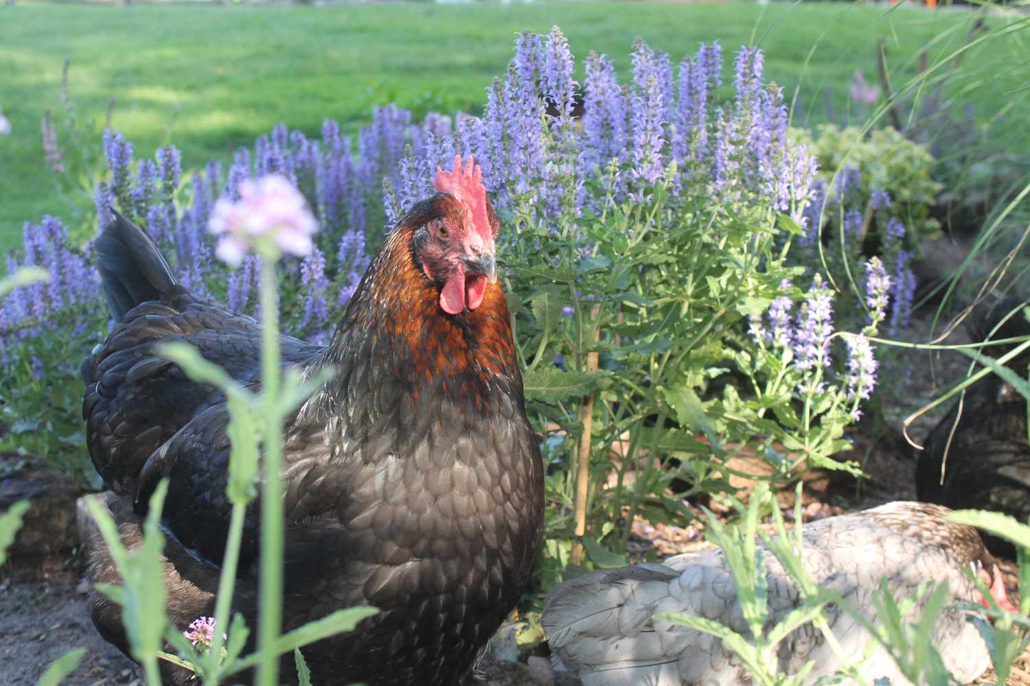 A Black Copper Maran walks around Mormino's backyard.