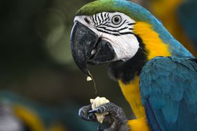 blue and yellow macaw eating