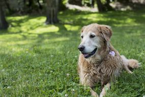 Senior Golden Retriever laying in the grass