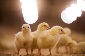 Chicks in poultry barn.