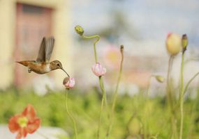 hummingbird takes nectar from a poppy