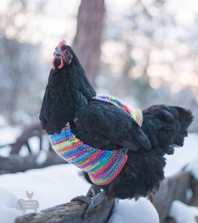 A black chicken with a warm sweater