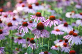 coneflowers closeup