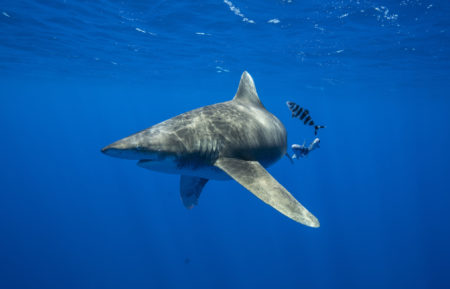 Oceanic Whitetip Shark SharkFest National Geographic