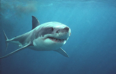 Playing With Sharks Great White National Geographic