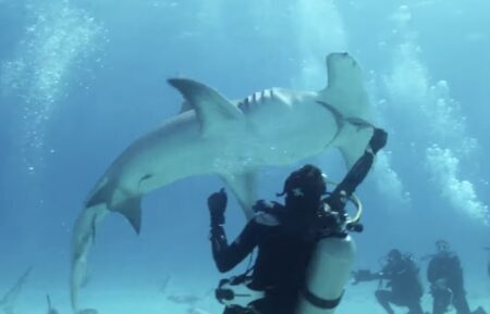 'Shark Beach with Anthony Mackie: Gulf Coast'