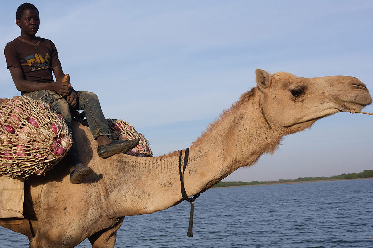 boy transporting onions on a camel