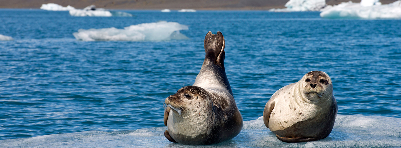 Los leones marinos descansan sobre un pequeño trozo de hielo.