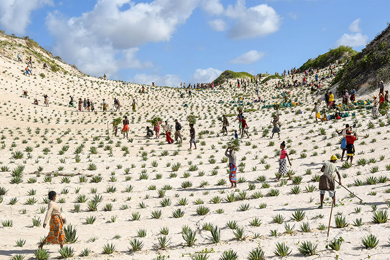 planting in sand dunes