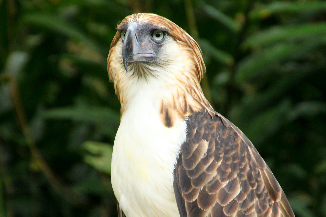 Philippine eagle