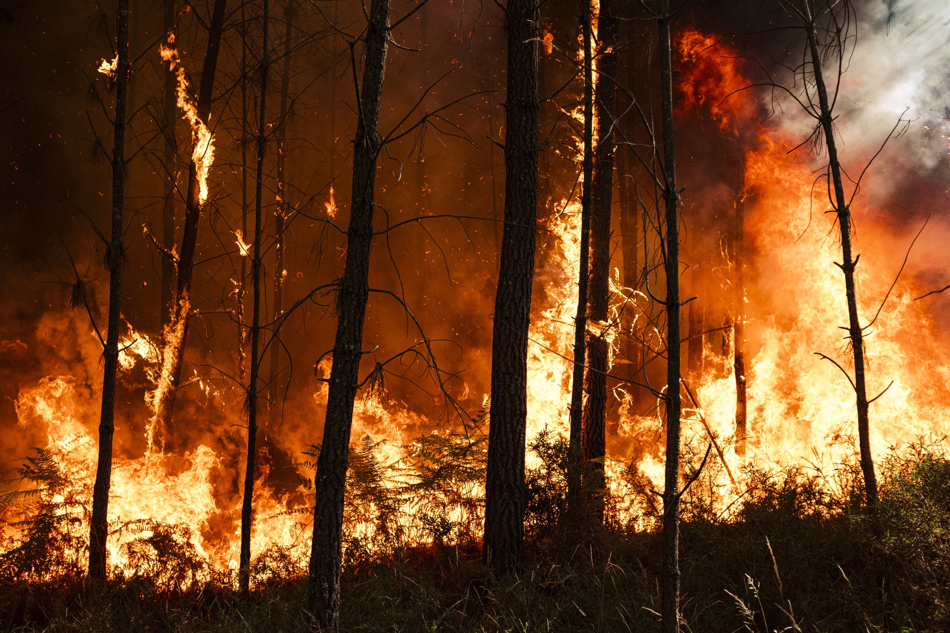 Un incendie ravage une forêt en pleine nuit. 