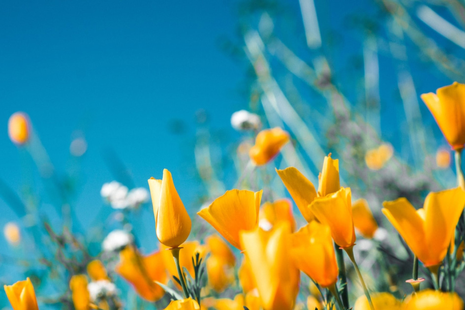 des fleurs jaunes