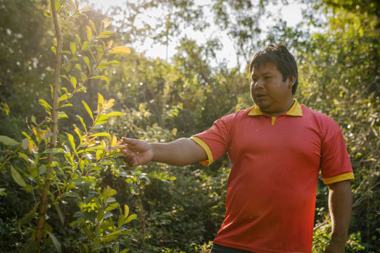 un homme tenant les feuilles d'une plante